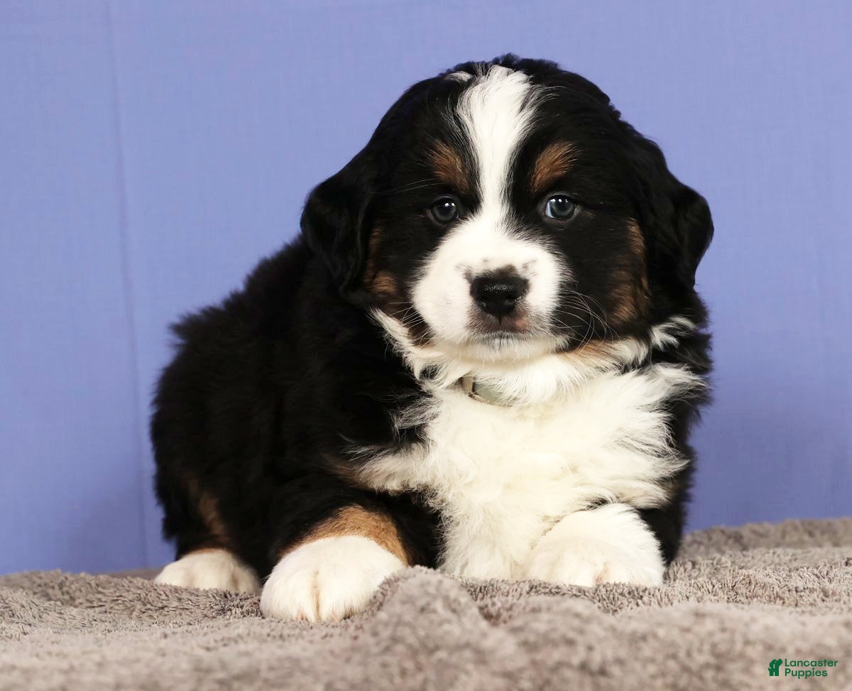 Miniature Australian Shepherd dogs Jordan - Ad 2