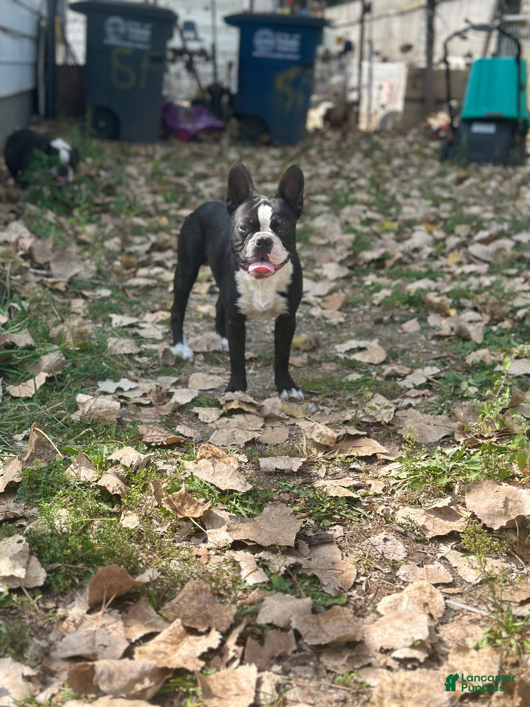 Mixed Breed dogs for sale: Sebastian - Ad 1