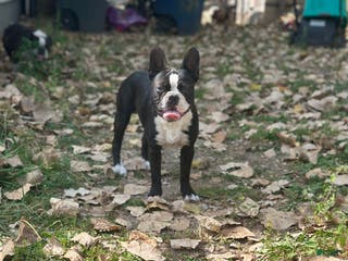 Mixed Breed dogs Sebastian - Ad 28