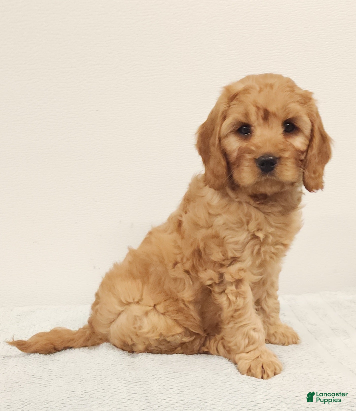 Cavapoo dogs Rusty  - Ad 1