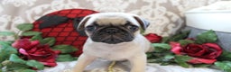 Pug dogs for sale: Clint - Ad 5