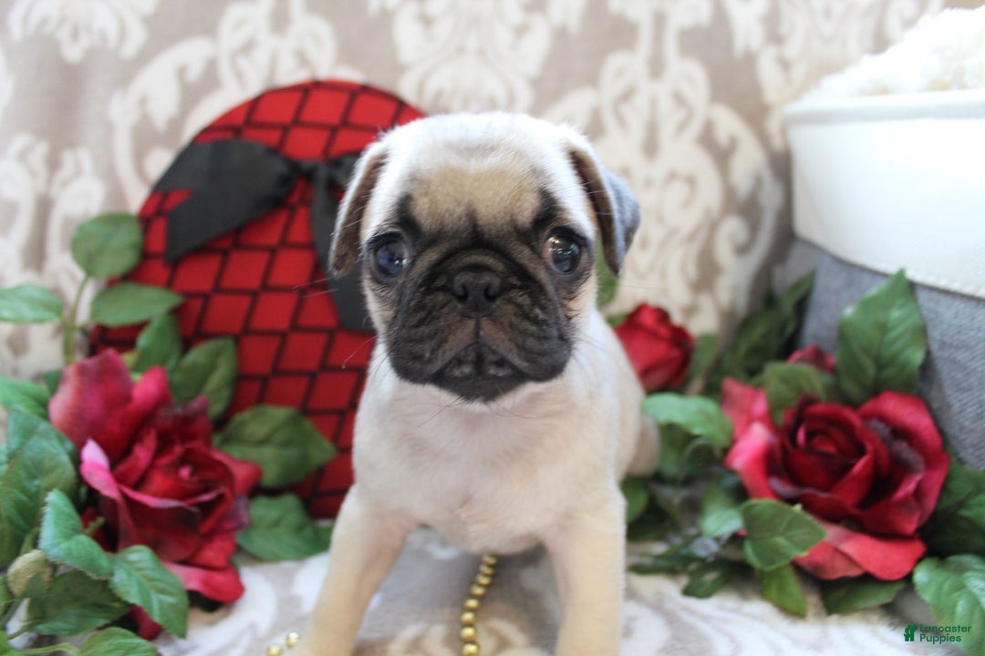 Pug dogs for sale: Clint - Ad 5
