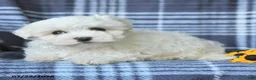 Maltese dogs for sale: Dolly - Ad 3