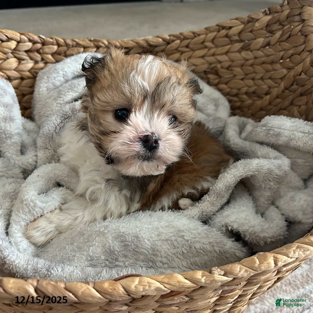 Havanese dogs for sale: Snuggles   - Ad 1