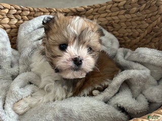 Havanese dogs Snuggles - Ad 14