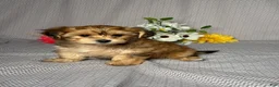 Yochon dogs for sale: Polly - Ad 3