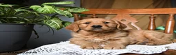 Golden Retriever dogs for sale: Chili - Ad 4