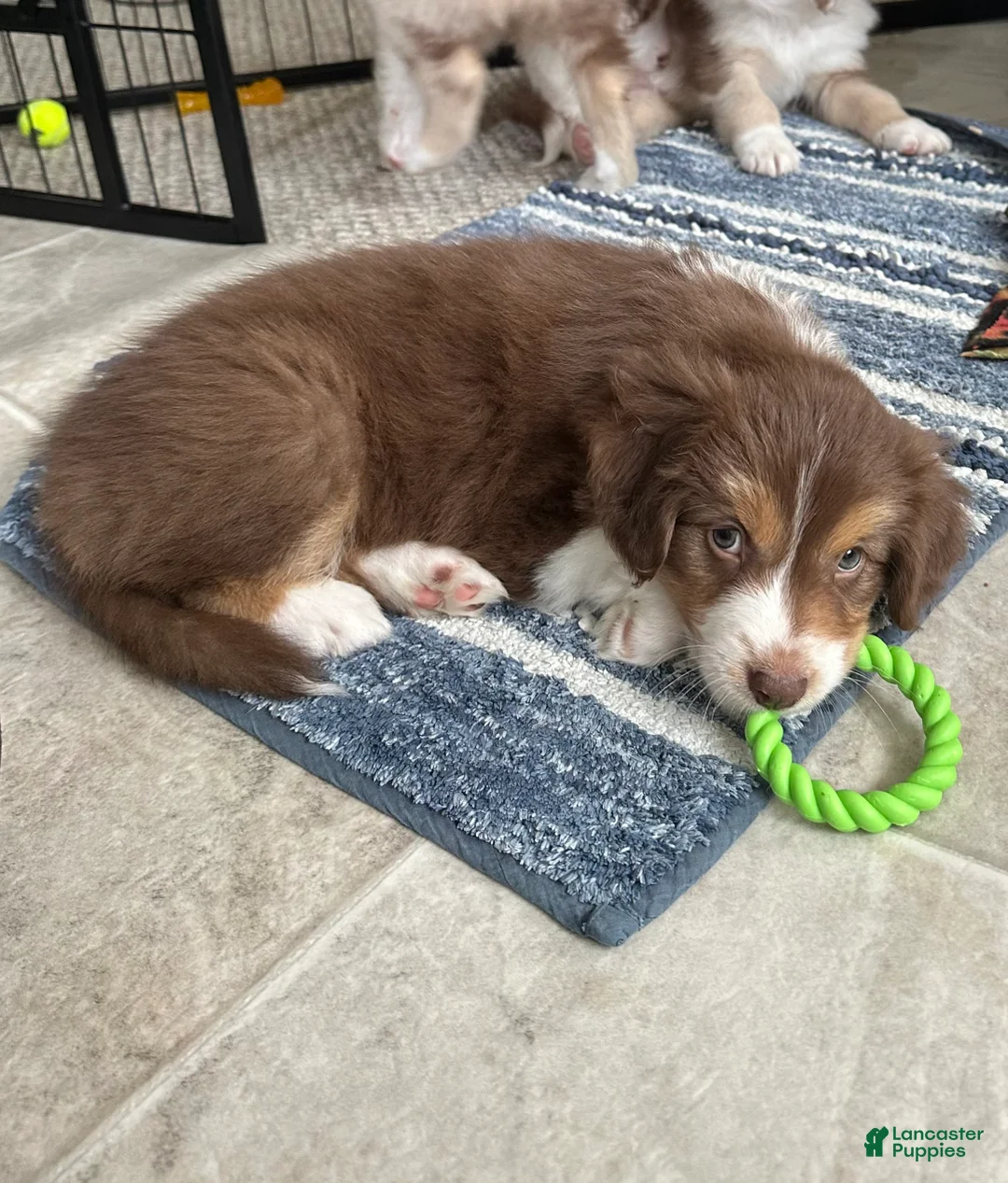 Australian Shepherd dogs for sale: Willow Bacon - Ad 1