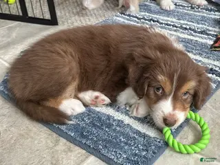 Australian Shepherd dogs Willow Bacon - Ad 9