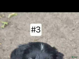 Australian Shepherd dogs for sale: Australian Shepherd 3 - Ad 2