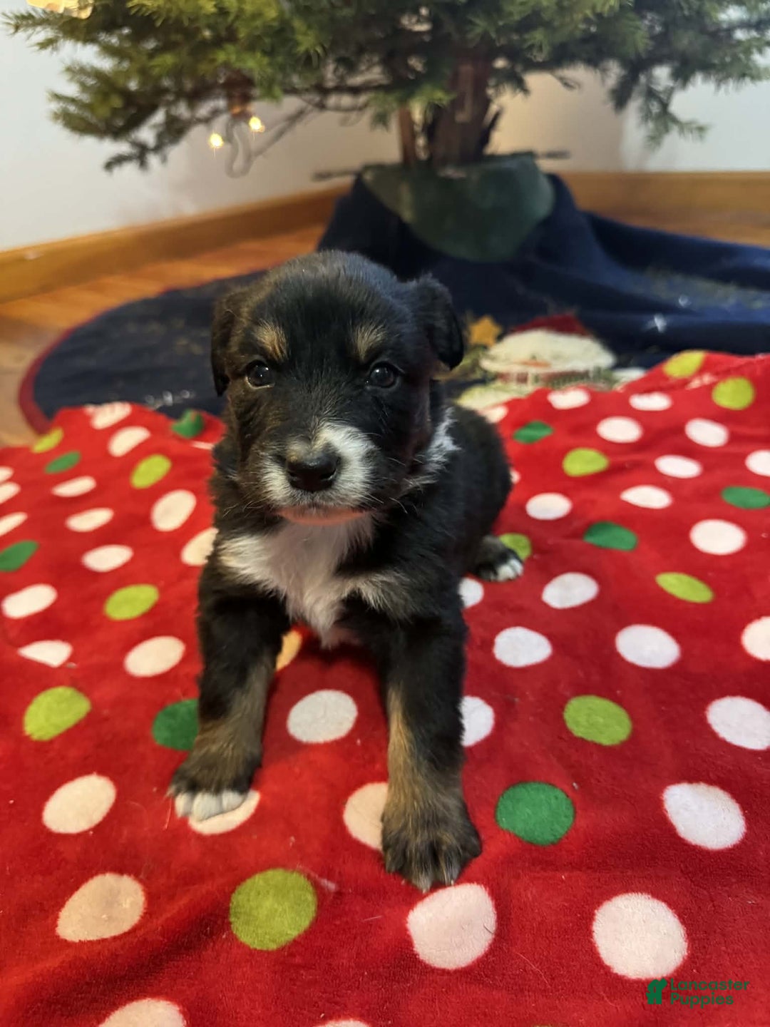 Australian Shepherd dogs for sale: Artic - Ad 2