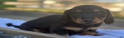 Miniature Dachshund dogs for sale: Fighter - Ad 4