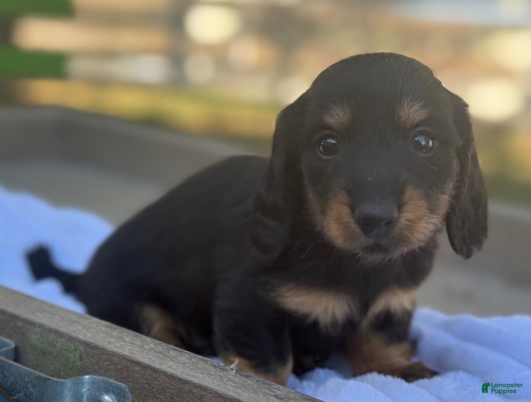Miniature Dachshund dogs for sale: Fighter - Ad 4