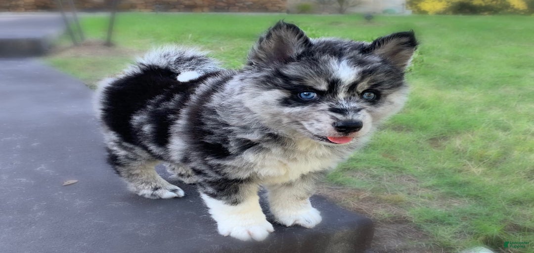 Gallery Image {{count}}