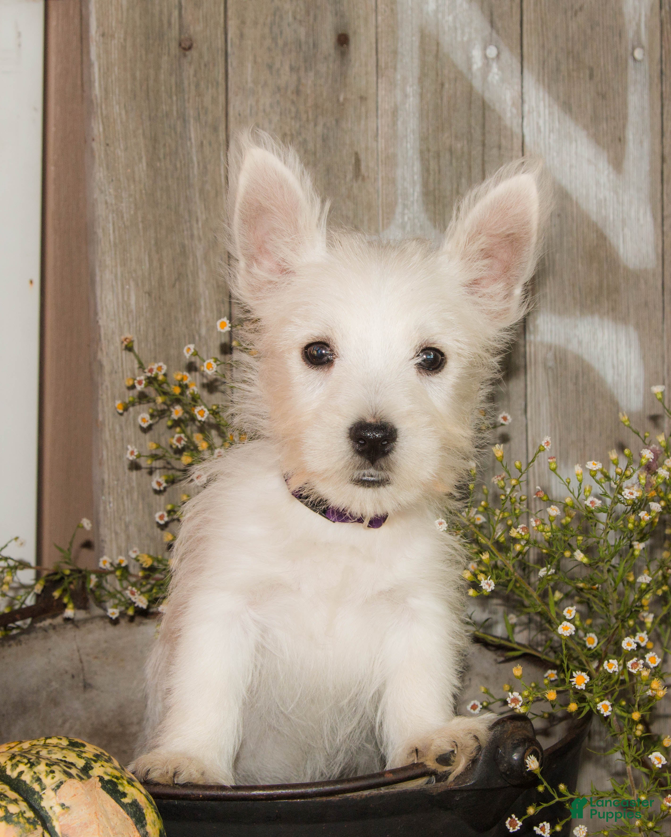 West Highland Terrier dogs for sale: Pumpkin - Ad 2