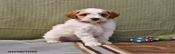 Goldendoodle dogs for sale: Lass   - Ad 13