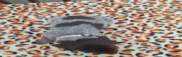 German Shorthaired Pointer dogs for sale: German Shorthaired Pointer Sage - Ad 4