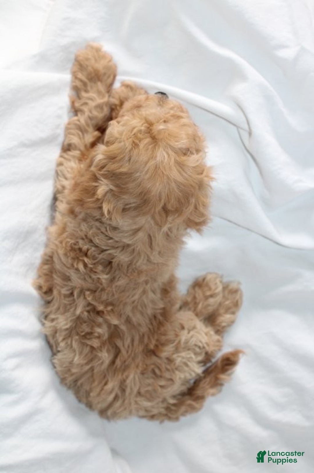 Mixed Breed dogs for sale: CavaPooChon male - JASPER - Ad 3