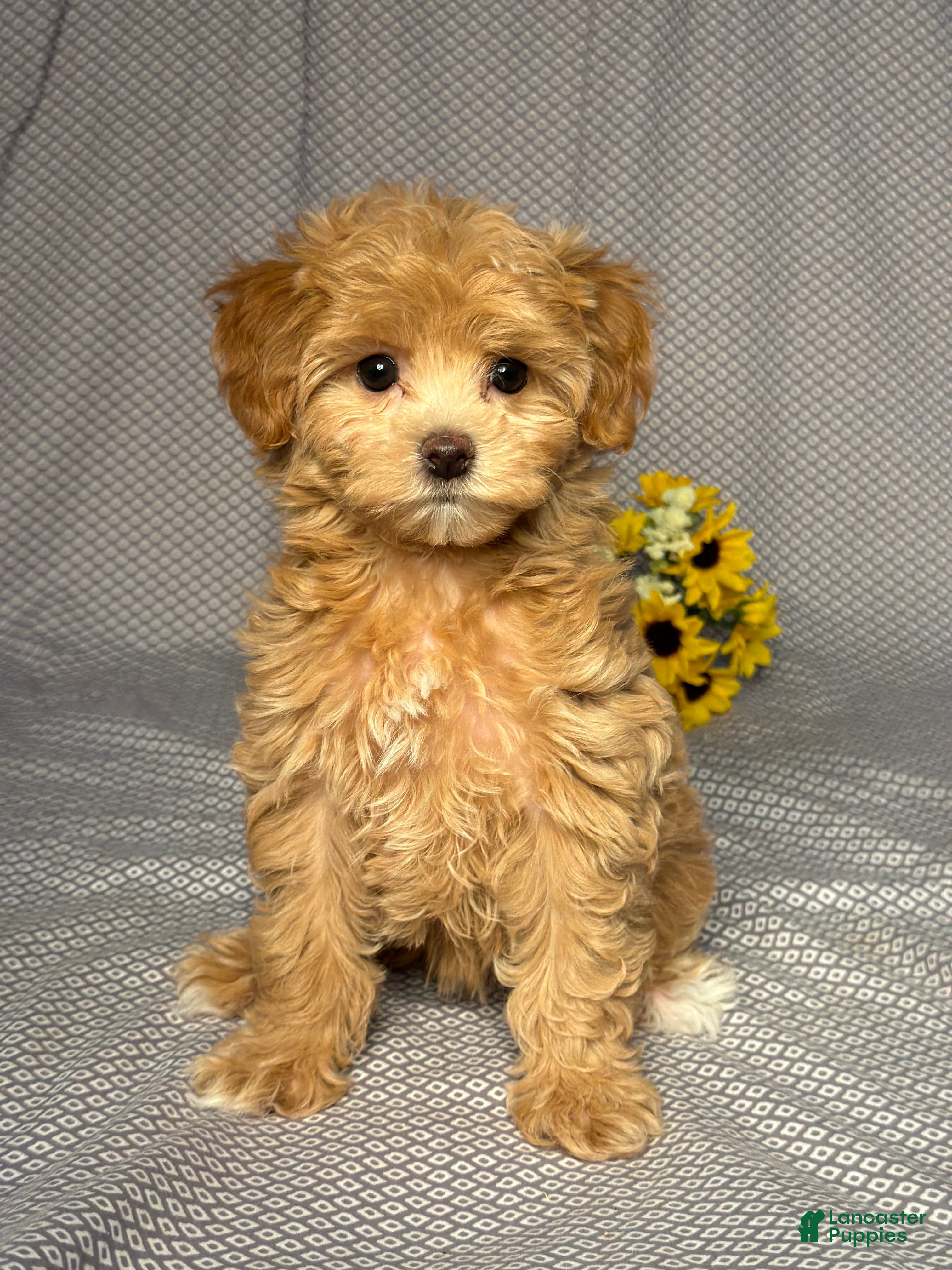 Maltipoo dogs Abby - Ad 1