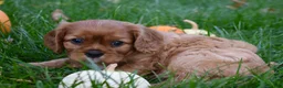 Cavalier King Charles Spaniel dogs for sale: Victor - Ad 9