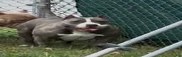 American Bully dogs for sale: Bliss  - Ad 2
