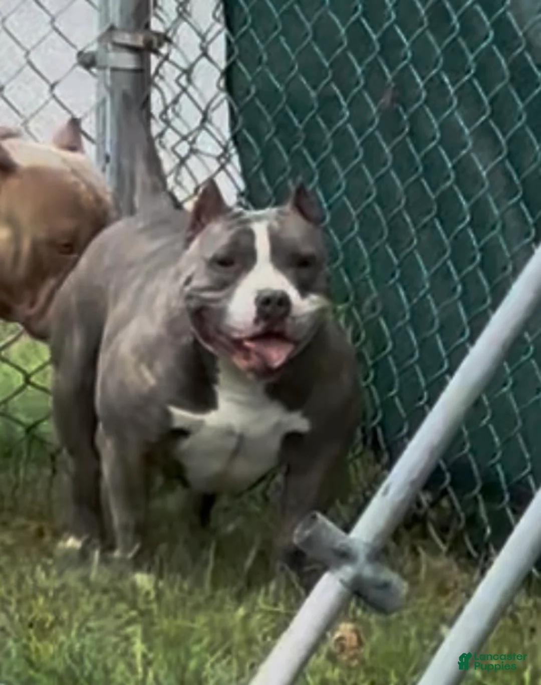 American Bully dogs for sale: Bliss  - Ad 2