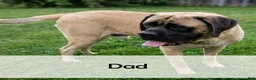 English Mastiff dogs for sale: Alexus - Ad 7