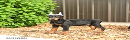 Doberman Pinscher dogs for sale: Diesel - Ad 3