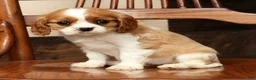 Cavalier King Charles Spaniel dogs for sale: Paige - Ad 6