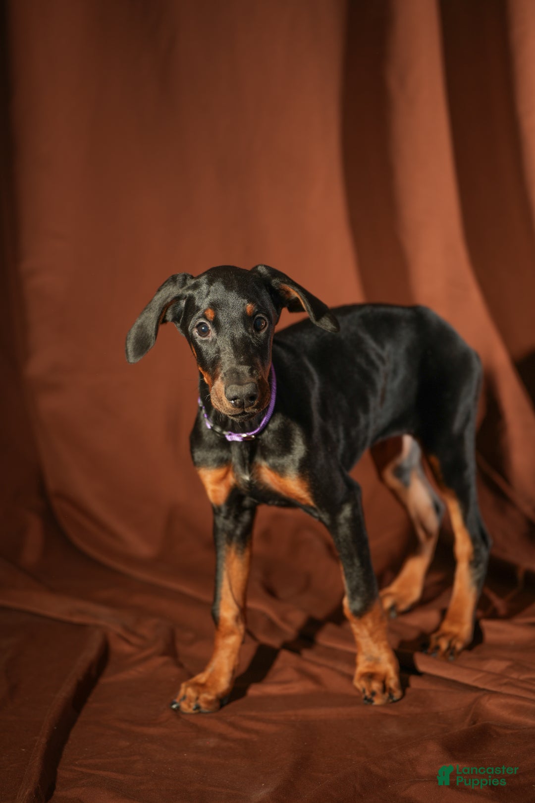 Doberman Pinscher dogs for sale: Purple - Ad 3