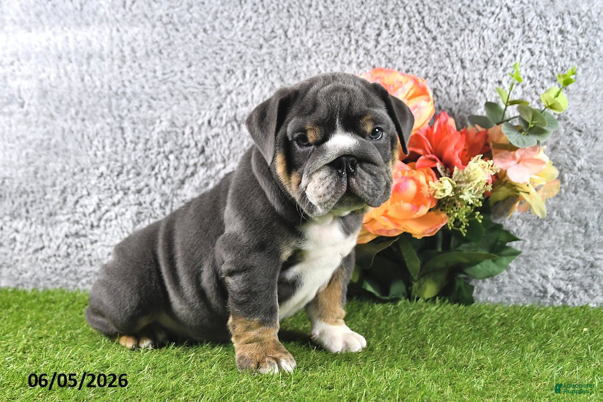 English Bulldog dogs for sale: Harmony - Ad 2