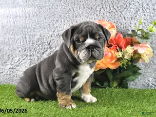 English Bulldog dogs for sale: Harmony - Ad 2