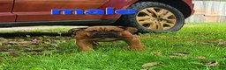 Mixed Breed dogs for sale: ZION - Ad 2