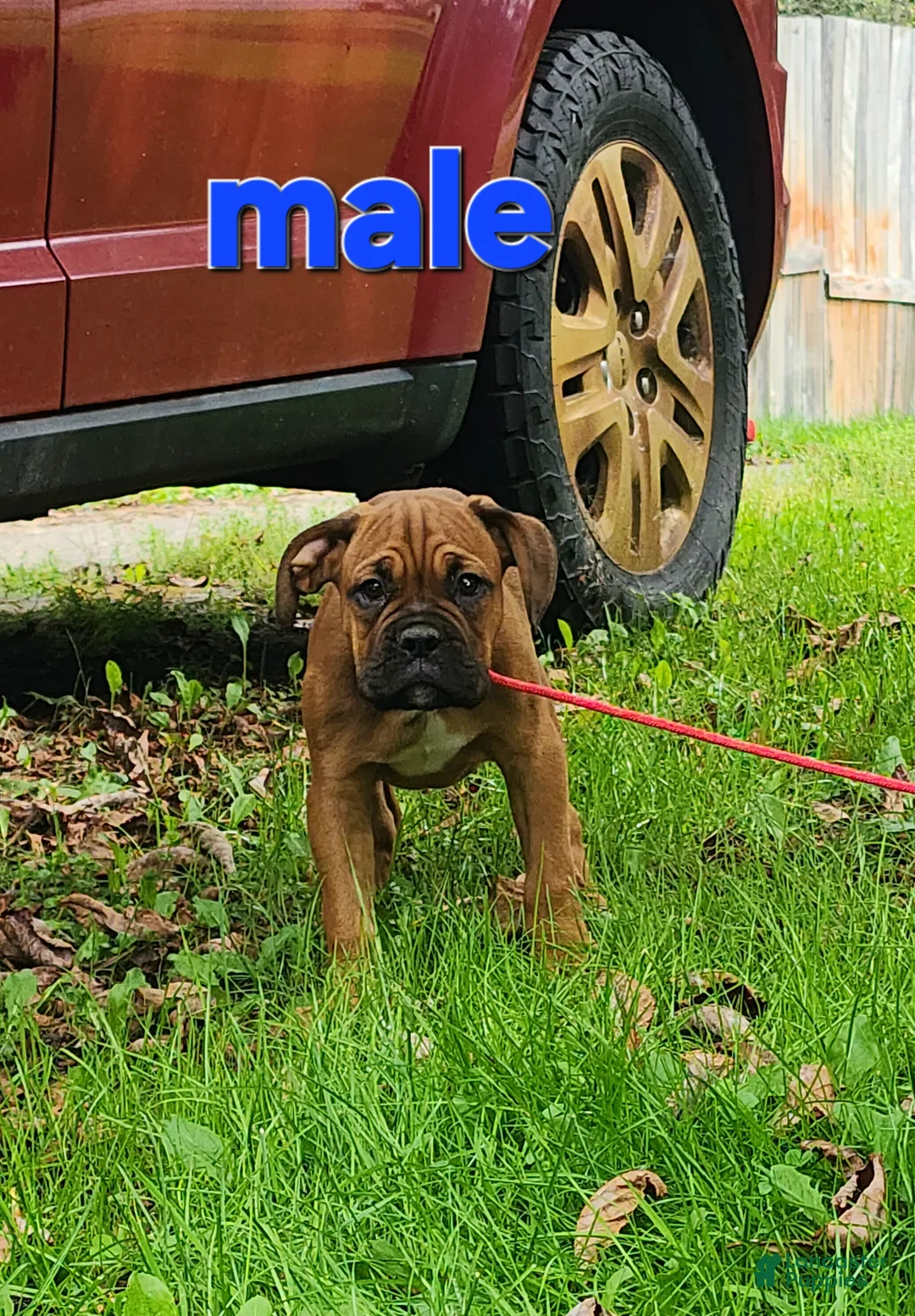 Mixed Breed dogs for sale: ZION - Ad 2