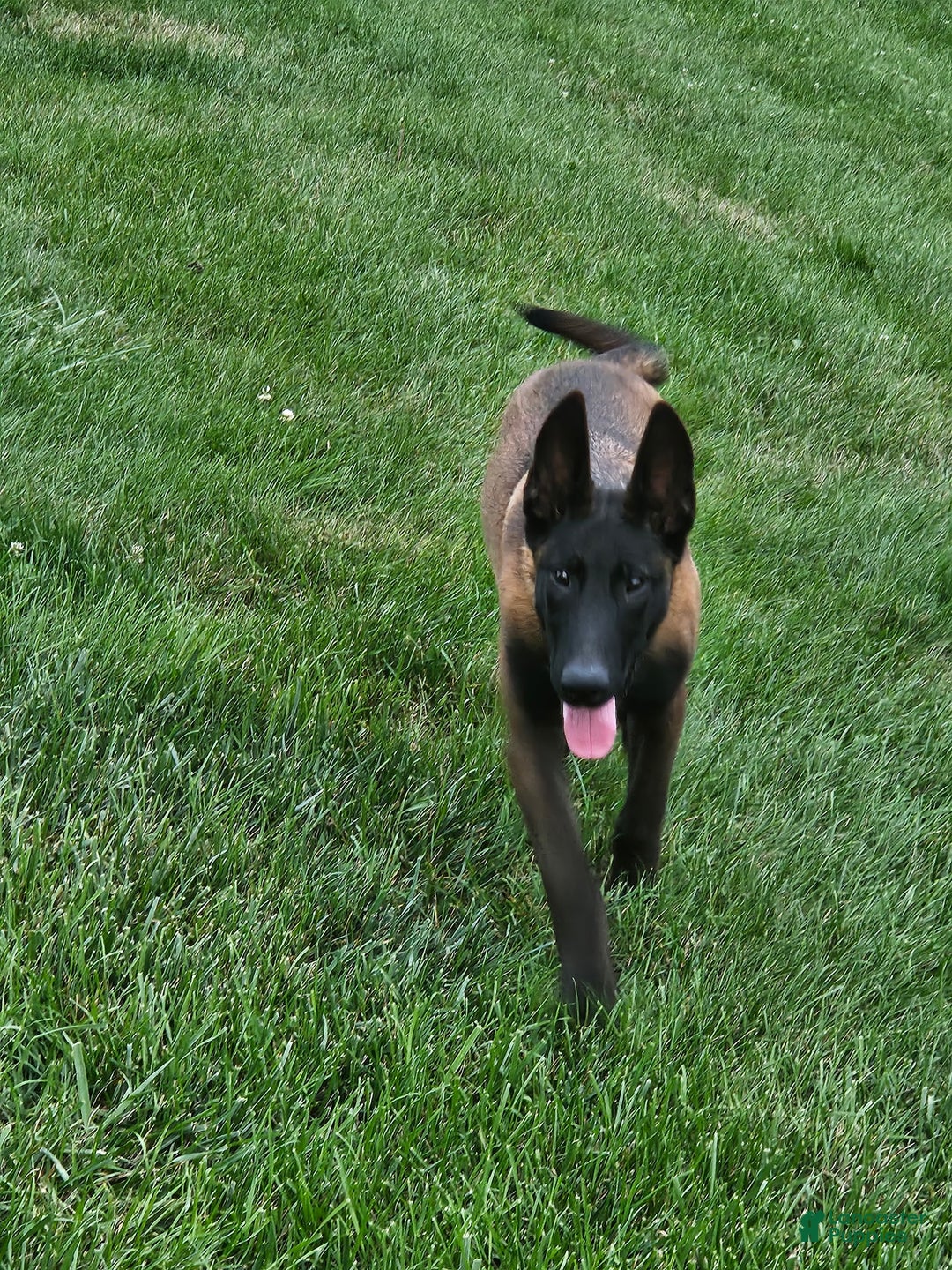 Belgian Malinois dogs for stud: vanta blaq - Ad 2