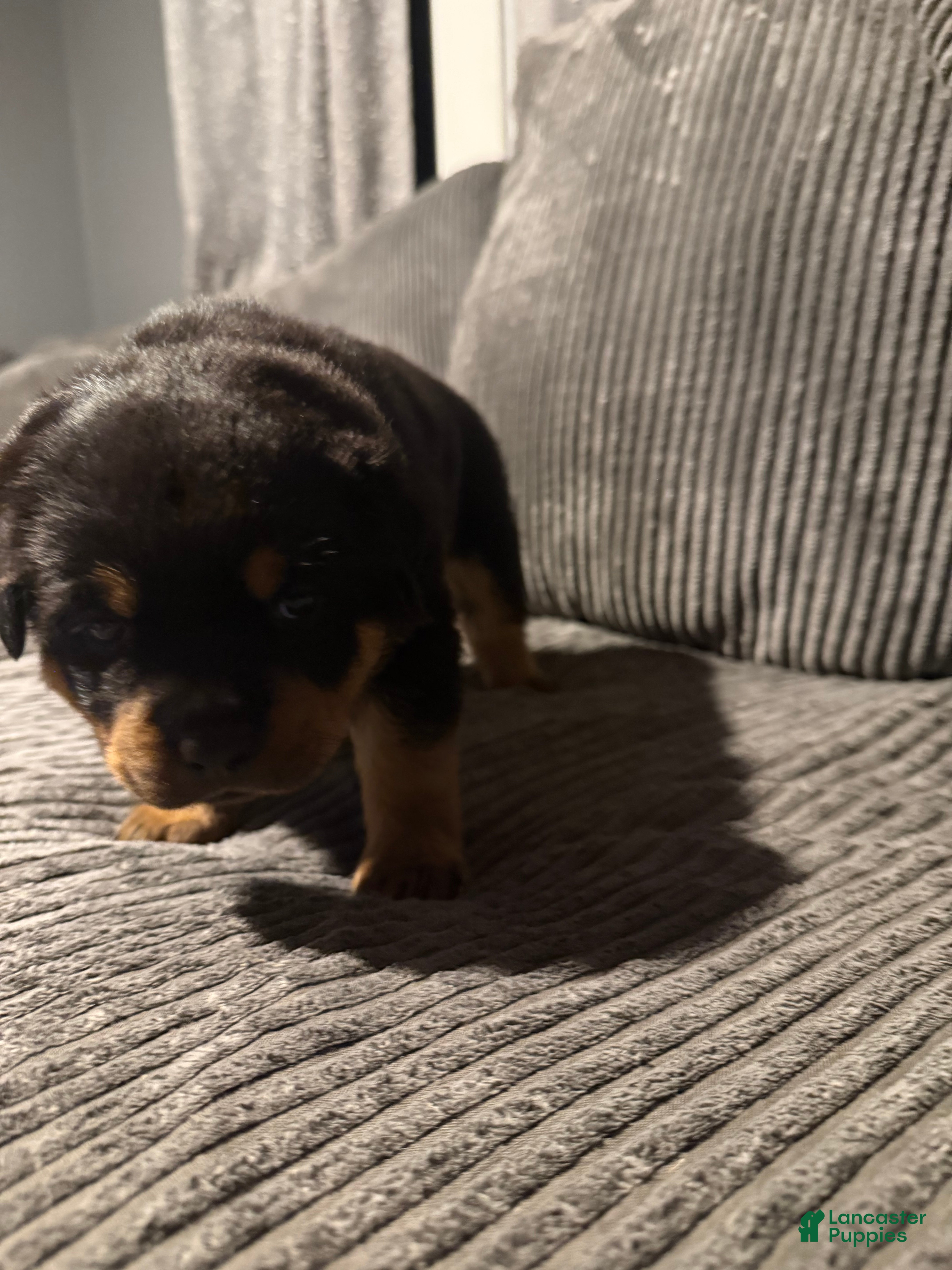 Rottweiler dogs for sale: Female 1 - Ad 2