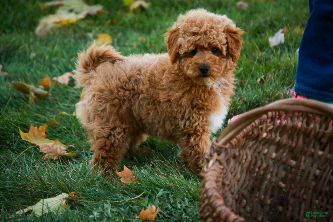 Shihpoo dogs for sale: Chase - Ad 3