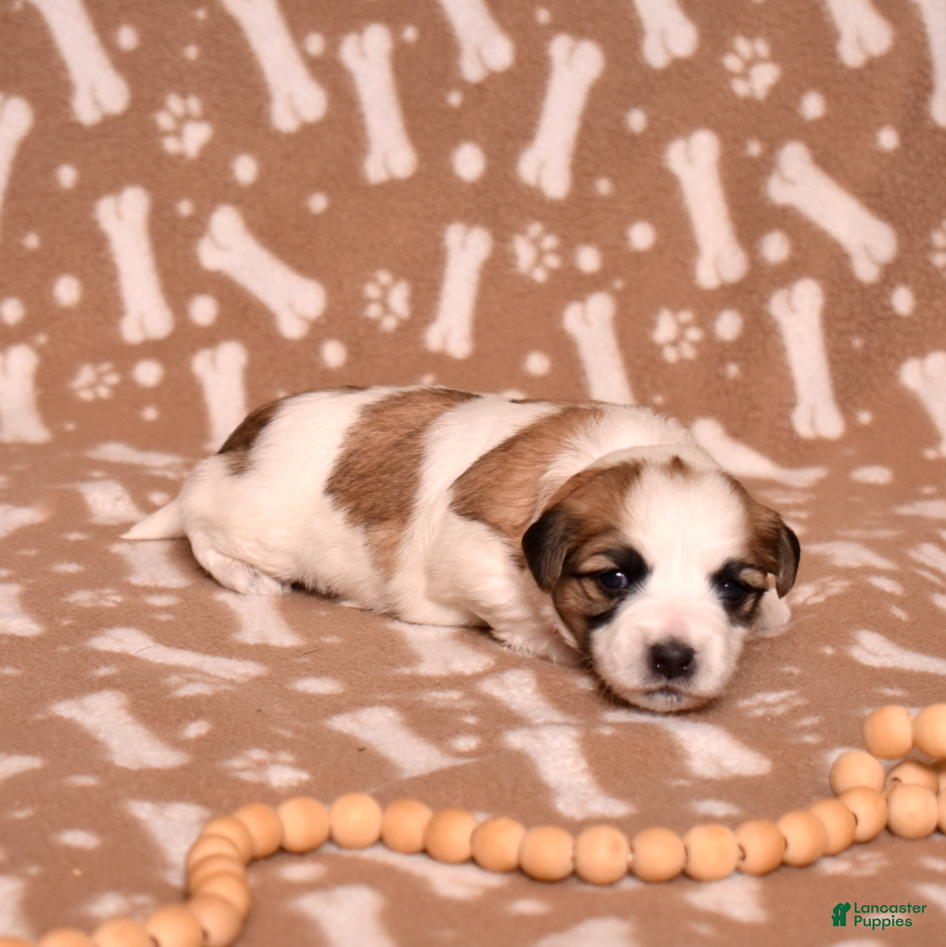 Coton De Tulear dogs Petunia - Ad 2