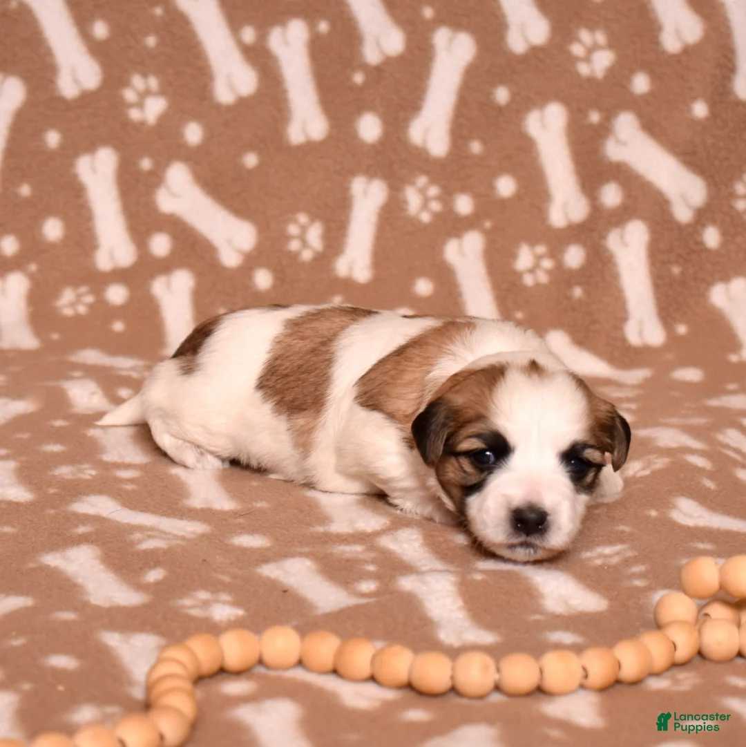 Coton De Tulear dogs for sale: Petunia - Ad 2