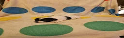Chihuahua dogs for sale: Emma - Ad 15