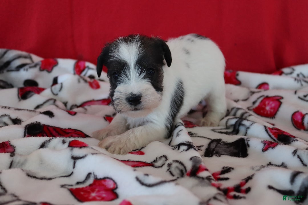 Miniature Schnauzer dogs for sale: tommy - Ad 3