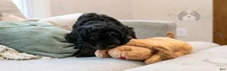 Bernedoodle dogs for sale: Denali - Ready Now! - Ad 14