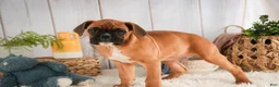 Boxer dogs for sale: Tracker - Ad 1