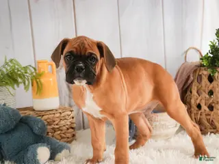 Boxer dogs Tracker - Ad 33