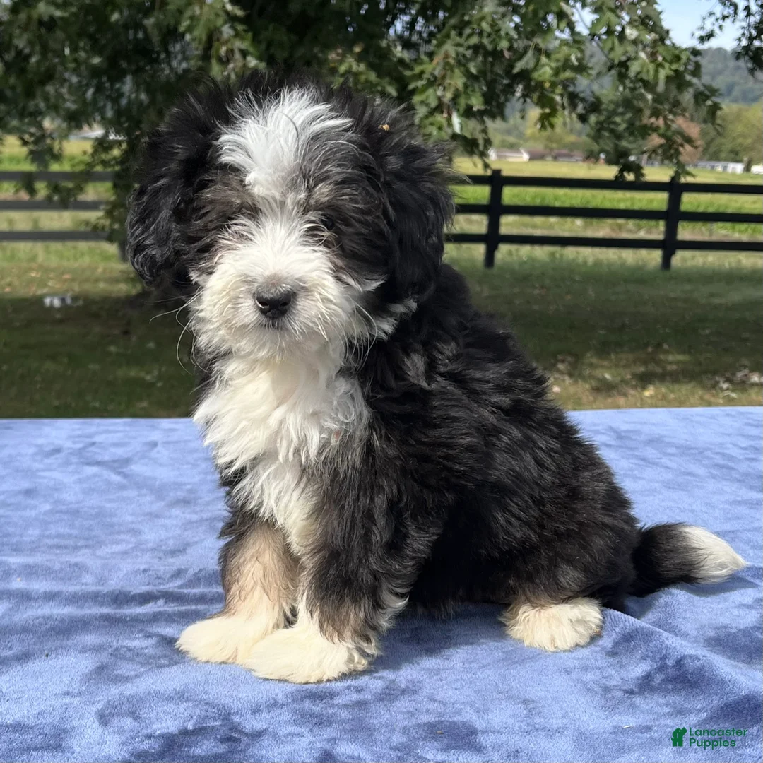 Gallery Image {{count}}