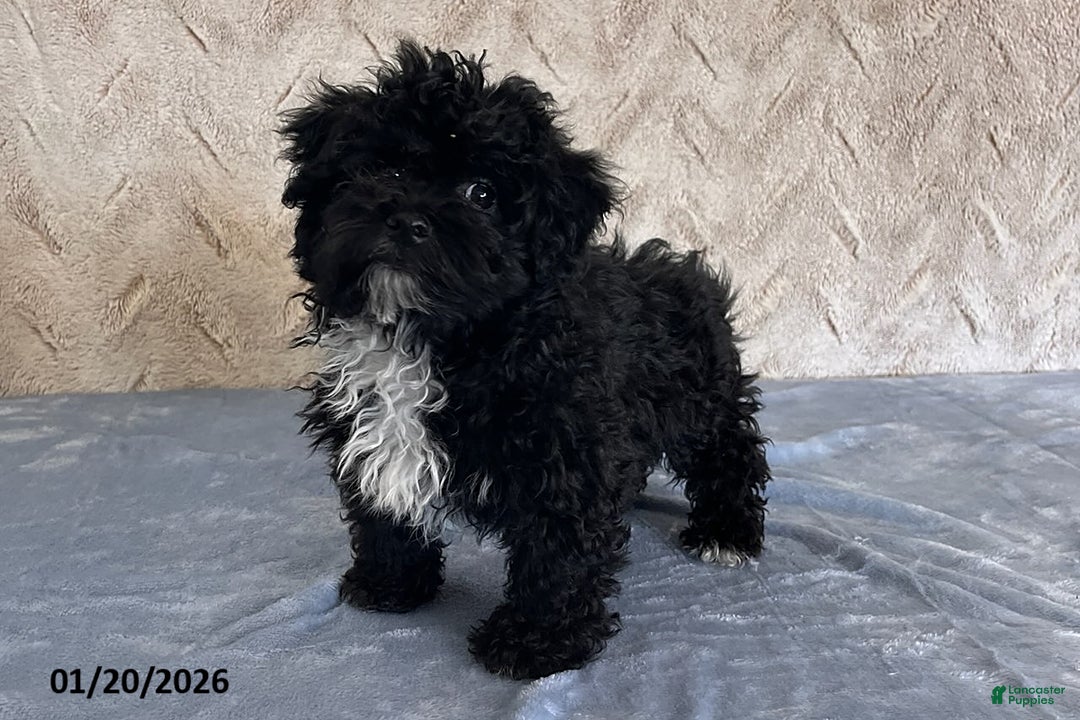 Havapoo dogs for sale: Baxter - Ad 3