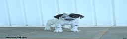 Dalmatian dogs for sale: Noland  - Ad 6