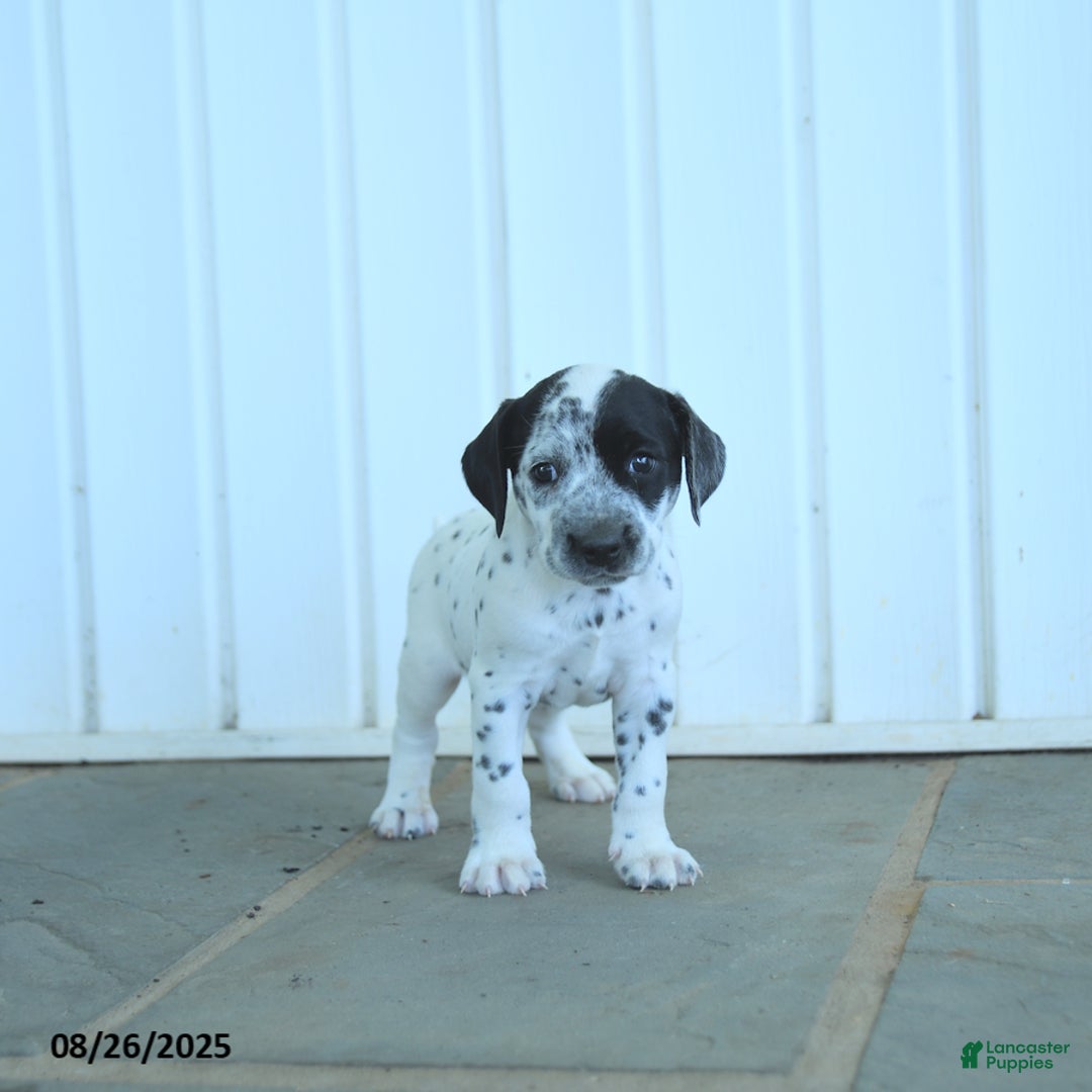 Dalmatian dogs for sale: Noland  - Ad 6