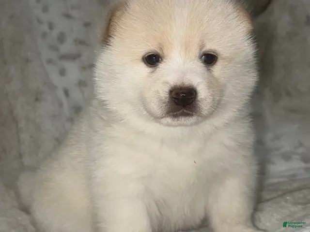 Mixed Breed dogs Atsushi - Ad 1