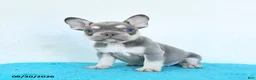 French Bulldog dogs for sale: Dash - Ad 3